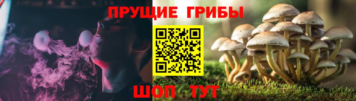 Псилоцибиновые грибы MAGIC MUSHROOMS  Псилоцибиновые грибы ЛСД  Заводоуковск  Вход с VPN 